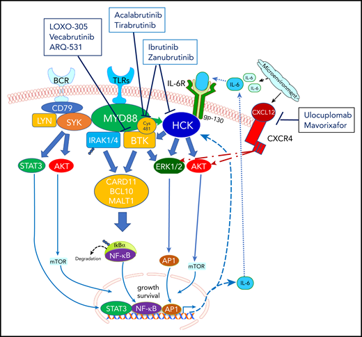Prosurvival signaling triggered by mutated MYD88 in WM and its interaction with BTK. BTK, a protein that is uniquely positioned in the B-cell receptor (BCR) signal transduction pathway, upon phosphorylation, interacts with myeloid differentiation primary response protein (MYD88), a Toll-like receptor (TLR) signaling protein, leading to an adaptive immune response, with IgM formation. BTK inhibition reduces MYD88-BTK complexing, with resultant downregulation of NFκB and apoptosis of WM cells. Both ibrutinib and zanubrutinib irreversibly attach via covalent bonding to Cys481 residue within the BTK pocket, permanently shutting off its signaling capability by disrupting ATP binding. In addition, both ibrutinib and zanubrutinib target HCK, a SRC family member responsible for activating BTK in response to mutated MYD88. Two other irreversible BTK inhibitors, acalabrutinib and tirabrutinib, have demonstrated efficacy in WM. In addition, reversible BTK inhibitors, including vecabrutinib, LOXO-305, and ARQ 531, which can bind noncovalently to BTK, are under evaluation, given their potential to dually inhibit wild-type BTK and Cys481S-mutated BTK. Ulocuplumab, a monoclonal antibody against CXC chemokine receptor 4 (CXCR4) and mavorixafor, a CXCR4 allosteric inhibitor, are being evaluated in partnership with ibrutinib, to overcome CXCR4-mediated resistance.
