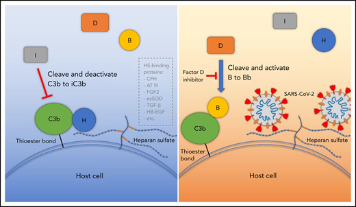 Proposed model for SARS-CoV-2 induced APC activation. Under normal conditions, factor H binds to HS on the cell surface and interacts with C3b, which facilitates factor I cleavage and deactivation of C3b. Upon infection, SARS-CoV-2 spike protein binds to HS on the cell surface and interferes with factor H function, which facilitates factor B binding to C3b and cleavage by factor D. AT III, antithrombin III; CFH, factor H; ecSOD, extracellular superoxide dismutase; FGF2, fibroblast growth factor 2; HB-EGF, heparin-binding epidermal growth factor; TGF-β, transforming growth factor β; VEGF, vascular endothelial growth factor.