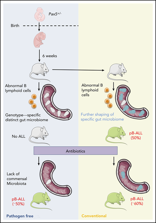 The interplay of genetic predisposition, altered gut microbiome, and delayed infection in development of pB-ALL. Schematic representation of results of study by Vicente-Dueñas et al: Pax5+/− mice with abnormal B lymphoid development have a genotype-specific gut microbiome in a pathogen-free environment. The microbiome gets further altered when the mice are transferred to conventional facility (CF) housing before the development of pB-ALL. Depletion of the genotype-specific microbiome with antibiotics does not prevent pB-ALL in CF but leads to development of pB-ALL in pathogen-free facilities.