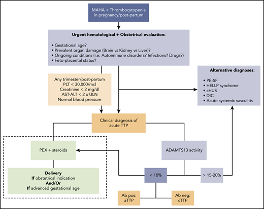 Approach to acute TTP: differential diagnosis and treatment (dashed line). Ab, anti-ADAMTS13 antibody; cHUS, complement-mediated hemolytic uremic syndrome; MAHA, microangiopathic hemolytic anemia; PEX, plasma exchange; PLT, platelet.
