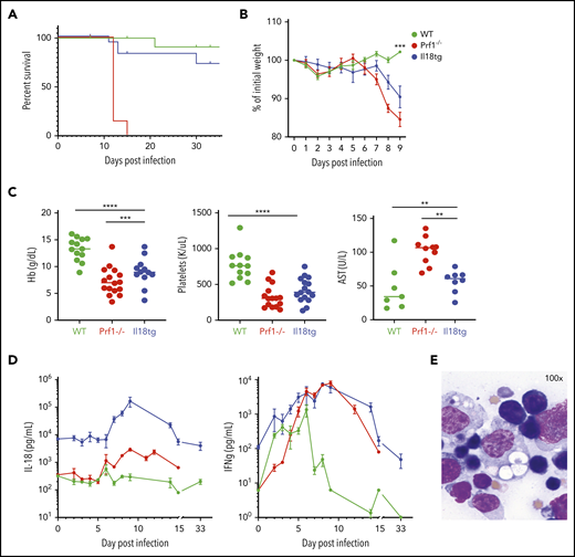 LCMV induces hyperinflammation in Il18tg mice. The indicated genotypes were infected with 200 000 pfu of LCMV Armstrong and assessed for (A) survival and (B) weight (statistical significance for WT vs Il18tg comparison), (C) hemoglobin, platelet count, and serum AST, and (D) serum IFNg and IL-18. (E) Representative splenic touch preparation from Il18tg mouse on day 8 (Wright-Geimsa). Data are composites of at least 3 independent experiments with a minimum of 3 mice per genotype, apart from AST, which is a composite of 2 experiments. Daily cytokine measurements in panel D represent a minimum of 4 mice per genotype. *Adjusted P < .05, **P < .01, ***P < .001, ***P < .0001 by 1-way analysis of variance (ANOVA) with Tukey post-test on day 8 values. Significance is only shown for comparisons where adjusted P < .05. Error bars represent standard error of the mean (SEM).