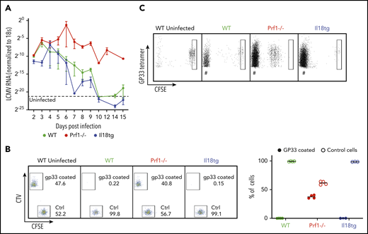 Virus-induced hyperinflammation in Il18tg mice is not associated with immunodeficiency or prolonged antigen presentation. After LCMV-Arm infection, mice of the indicated genotypes were assessed for (A) the presence of LCMV RNA in the spleen by qPCR. (B) In vivo killing assay: WT splenocytes loaded with GP33 peptide were labeled with TagIT Violet, and control WT splenocytes were labeled with CFSE. Equal proportions of both were then adoptively transferred into mice of the indicated genotypes on day 8 of LCMV-Arm infection and remaining cells were assessed 24 hours later in recipient spleens. (C) Equal numbers of CFSE-labeled P14 CD8 T cells were transferred into mice of the indicated genotypes on day 7 of infection. Spleens were assessed 72 hours later for the persistence/proliferation of transferred cells. Boxes indicate CFSE fluorescence of undivided cells. # indicates non-CFSE labeled host GP33 tetramer + CD8 T cells.