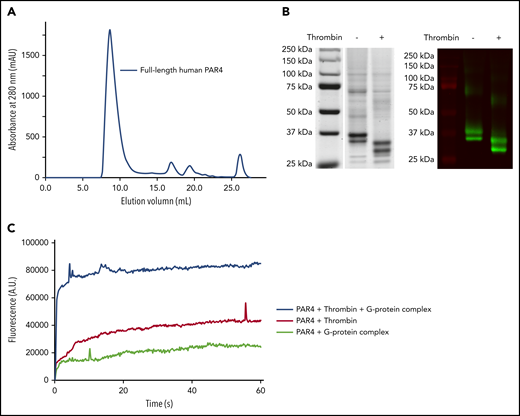 Human PAR4 expression and purification. Full-length human PAR4 was expressed and purified from Sf9 cells. The protein was purified by FLAG antibody affinity chromatography followed by size exclusion chromatography. (A) A size exclusion chromatogram was obtained from purifications. Human PAR4 with a C-terminal 1D4 tag eluted in the main peak from fractions 14 to 20 (0.5 mL per fraction). The other small peaks contain tobacco etch virus for cutting the b562 RIL (BRIL) sequence from PAR4, the BRIL sequence, and the FLAG peptide for affinity chromatography. (B) Using both Coomassie staining (left) and immunoblotting with 1D4 antibody (right), the purity of the purified human PAR4 was confirmed. Purified PAR4 is a 37-kDa band on reduced sodium dodecyl sulfate-polyacrylamide gel electrophoresis with an extra glycosylated PAR4 band. The thrombin cleavage removed 2.9 kDa from the protein, and the activated PAR4 is at 34 kDa. (C) A G-protein assay measured the relative fluorescence change of tryptophan in the PAR4 and G-protein complex to confirm that the purified PAR4 is functional.