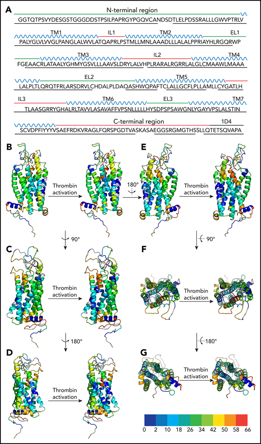Peptide coverage of the human PAR4 construct by MS and H/D exchange map of the apo and thrombin-activated states of human PAR4. (A) Green line, the extracellular side of the PAR4 sequence; red line, the intracellular domain of PAR4; blue, the transmembrane domains; black, the C-terminal 1D4 tag. The black underline indicates the peptide coverage in H2O, D2O apo state, and D2O thrombin-activated state. Only the peptides that are shown in all 3 states and that have a significant score with a P value <.05 were selected and further analyzed. (B-E) Side view of PAR4 in apo and thrombin-activated states. (F-G) Top and bottom views of PAR4 in apo and thrombin-activated states, respectively. In all panels, the apo state of PAR4 is on the left and the thrombin-activated state is on the right. The PAR4 homology model is color-coded on the basis of the H/D exchange level: dark blue for 0% to <2%, light blue for 2% to <10%, cyan for 10% to <18%, cadet blue for 18% to <26%, green for 26% to <34%, light green for 34% to <42%, yellow for 42% to <50%, orange for 5% to <58%, and red for 58% to 66%. Undefined regions are gray.