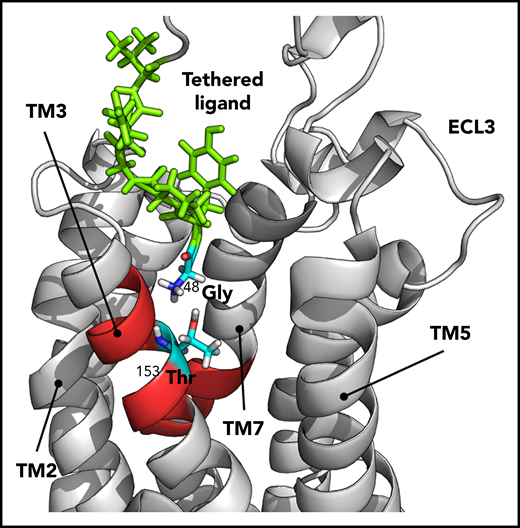 Structural modeling showing the interaction between the tethered ligand and the LBS. The homology model for PAR4 in the activated state was generated by computational modeling. In this model, the tethered ligand is green, the LBS is red, and Gly48 and Thr153 are cyan. The TM4 and part of ECL2 are hidden on the homology model to provide a better view of the LBS.