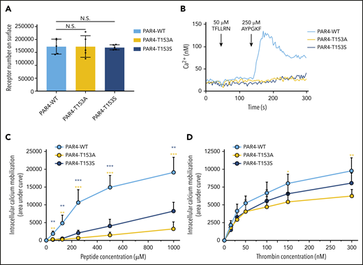 Thr153in the LBS is critical for PAR4 activation. (A) Comparable expression levels of PAR4-WT, PAR4-T153A, and PAR4-T153S on the surface of the HEK293 Flp-In T-REx stable cell lines confirmed by flow cytometry using a V5-fluorescein isothiocyanate (FITC)–conjugated antibody. (B) HEK293 cell expresses PAR1 endogenously, which is inhibited by 100 nM vorapaxar. There is no intracellular calcium mobilization triggered by stimulating HEK293 Flp-In T-REx cells that express PAR4-WT, PAR4-T153A, or PAR4-T153S with 50 μM PAR1-AP (TFLLRN). Stimulating PAR4-WT with 250 μM of PAR4-AP initiated calcium flux, but PAR4-T153A and PAR4-T153S had no response to this dose of PAR4-AP. (C) PAR4-WT, PAR4-T153A, and PAR4-T153S were challenged with 5 different doses of PAR4-AP, and calcium mobilization responses to PAR4-AP stimulation were measured (n = 5). Data are presented as the area under curve (AUC) after stimulation of the Fura2-loaded HEK293 Flp-In T-REx stable cell lines. (D) PAR4-WT, PAR4-T153A, and PAR4-T153S were challenged with 6 different doses of α-thrombin, and calcium mobilization responses to α-thrombin stimulation were measured (n = 5). Data are presented as the AUC after stimulation of the Fura2-loaded HEK293 Flp-In T-REx stable cell lines. Data are mean ± standard deviation (SD) from 5 independent experiments at each concentration. N.S., not significant, unpaired Student t test. *P < .05; **P < .01; ***P < .001. The yellow asterisks indicate the comparison of PAR4-T153A to PAR4-WT and the blue asterisks indicate the comparison of PAR4-T153S to PAR4-WT.