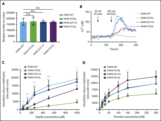 The intact rigidity of ECL3 is essential for the interaction between the tethered ligand and the binding site. (A) Comparable expression levels of PAR4-WT, PAR4-P310L, PAR4-S311A, and PAR4-P312L on the surface of the HEK293 Flp-In T-REx stable cell lines were confirmed by flow cytometry using a V5-FITC–conjugated antibody. (B) Endogenous PAR1 in HEK293 cells is inhibited by 100 nM vorapaxar. No intracellular calcium mobilization was triggered by stimulating HEK293 Flp-In T-REx cells that express PAR4-WT, PAR4-P310L, PAR4-S311A, and PAR4-P312L with 50 μM PAR1-AP. Stimulating PAR4-WT with 250 μM of PAR4-AP initiated calcium flux, and PAR4-P310L had a small but unmistakable response to the same dose of PAR4-AP. At this dose of PAR4-AP, PAR4-S311A cells showed a receptor reactivity similar to that of PAR4-WT, and PAR4-P312L had a hyporesponse to PAR4-AP stimulation. (C) PAR4-WT, PAR4-P310L, PAR4-S311A, and PAR4-P312L were challenged with 5 different doses of PAR4-AP, and calcium mobilization responses to PAR4-AP stimulation were measured (n = 5). Data are presented as the AUC after stimulation of the Fura2-loaded HEK293 Flp-In T-REx stable cell lines. (D) PAR4-WT, PAR4-P310L, PAR4-S311A, and PAR4-P312L were challenged with 6 different doses of α-thrombin, and calcium mobilization responses to thrombin stimulation were measured (n = 5). Data are presented as the AUC after stimulation of the Fura2-loaded HEK293 Flp-In T-REx stable cell lines. Data are mean ± SD from 5 independent experiments at each concentration. Unpaired Student t test; *P < .05; **P < .01; ***P < .001.