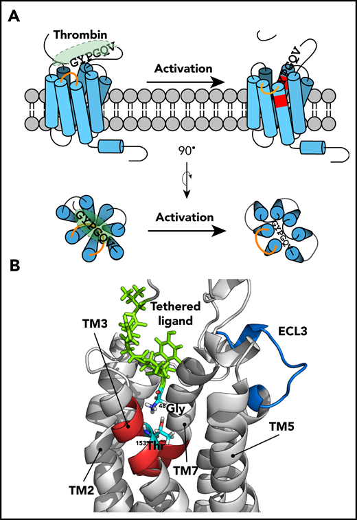 Tethered ligand–mediated PAR4 activation model. (A) Before thrombin activation, the tethered ligand is buried and already docks close to the LBS of PAR4. The interaction between the tethered ligand and its binding site is blocked by ECL3 (orange line). Thrombin cleavage triggers a structural rearrangement of ECL3 that opens the accessibility between the tethered ligand and the binding site. The tethered ligand drops directly into the LBS (shown in red) and the Gly48 interacts with Thr153 to further initiate downstream signaling, which requires G-protein complex to recruit and dock at ICL2 of PAR4. (B) The computational modeling of the thrombin-activated PAR4 model, in which the ECL3 adapted in an “out” position to provide space for the tethered ligand to interact with the binding site further support the working model of the PAR4 activation mechanism. The tethered ligand is green, the LBS is red, and the ECL3 is blue.