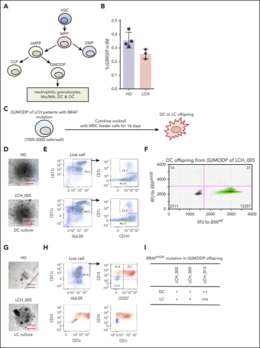 Detection of BRAF mutation-bearing GMODP in the BM of high-risk LCH patients. (A) Scheme depicting the position of GMODP in the hematopoietic tree. The GMODP is a redefinition of the GMP, based on defined oligopotency, as determined by dedicated in vitro differentiation cultures.26 CLP, common lymphoid progenitor; EMP, erythroid-myeloid progenitor; HSC, hematopoietic stem cell; LMPP, lymphoid-primed myeloid progenitor; MPP, multipotent progenitor. (B) The frequencies (%) of (G)MODP (Lin−CD34+c-Kit+Flt3+) cells among total live cells in BM samples of MS-RO+ LCH patients (LCH_002, 005, and 013) and 4 age-matched HDs, as determined by flow cytometry. For the gating strategy used, see supplemental Figure 2A. (C) Culturing scheme. (D-I) (G)MODP cells were sorted from BM of LCH_005 and cultured under DC-differentiation conditions (Flt3L; D-F) or LC-differentiation conditions (TGF-β and TNF-α; G-I) and analyzed for appearance by light microscopy (D,G), cell-surface phenotype by flow cytometry (E,H), and BRAFV600E mutation status by ddPCR (F,I). (F) Droplets containing BRAFWT or BRAFV600E PCR products are depicted by the green and blue dots, respectively. Orange dots represent droplets containing both PCR products. The numbers of droplets analyzed are indicated in the quadrants. (I) BRAF mutation scoring method (−, ±, +, ++, and +++) is explained in supplemental Materials and methods and supplemental Figure 1B. RFU, relative fluorescence units.