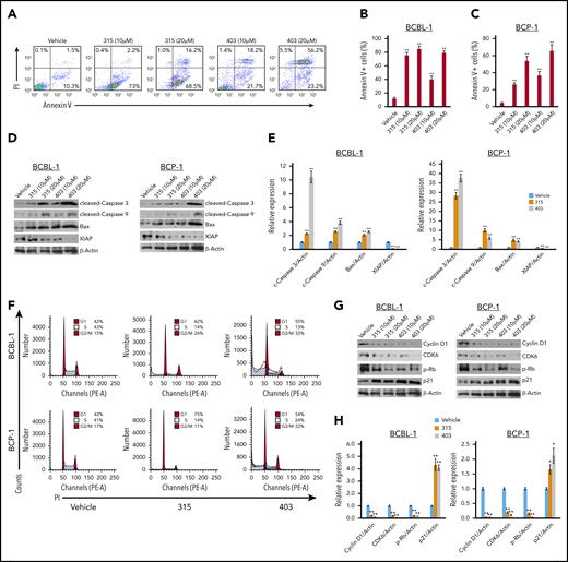 New ceramide analogs 315 and 403 induce significant PEL apoptosis and cell-cycle arrest. (A-C) BCBL-1 (A-B) and BCP-1 (C) cells were treated with the indicated concentrations of analog 315, 403, or vehicle for 24 hours. Cell viability and apoptosis were then measured by Annexin V-PI staining and flow cytometry analysis. (D-E) Protein expression was detected using immunoblots, and β-actin was used as a loading control. (F-H) BCBL-1 and BCP-1 cells were treated with 10 µM of analog 315, 403, or vehicle for 24 hours and then stained by PI and analyzed by flow cytometry. Representative results from one of 3 independent experiments are shown. Protein expression was detected as above. Error bars represent SD for 3 independent experiments. *P < .05; **P < .01.