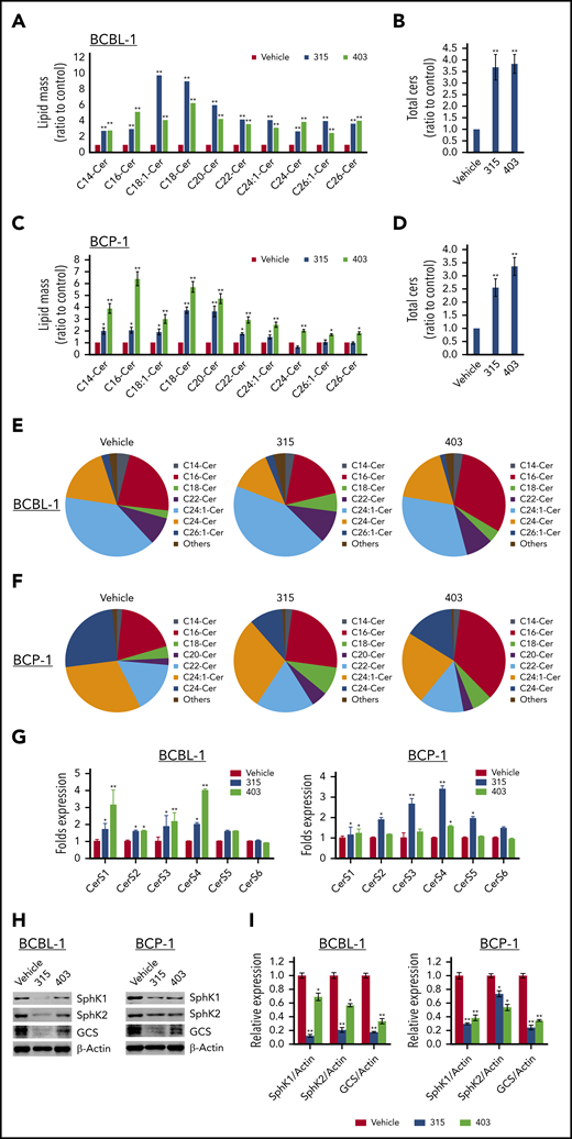 New ceramide analogs 315 and 403 induce intracellular ceramides production through regulation of ceramide synthases and enzymes of ceramide metabolism. (A-D) BCBL-1 (A-B) and BCP-1 (C-D) cells were treated with 20 µM of analog 315, 403, or vehicle for 24 hours. Ceramide species and total levels were then quantified using lipidomics analyses as described in the “Methods.” Error bars represent SD for 2 independent experiments. *P < .05; **P < .01. (E-F) Relative compositions and proportions of specific ceramide species were present within vehicle-, 315-, or 403-treated PEL cell lines. Each color representing a specific ceramide species is labeled beside the pie chart. (G) BCBL-1 and BCP-1 cells were treated with 20 µM of analog 315, 403, or vehicle for 24 hours; then the gene transcription was quantified using qRT-PCR. (H-I) The protein expression was detected using immunoblots. Error bars represent SD for 3 independent experiments. *P < .05; **P < .01.