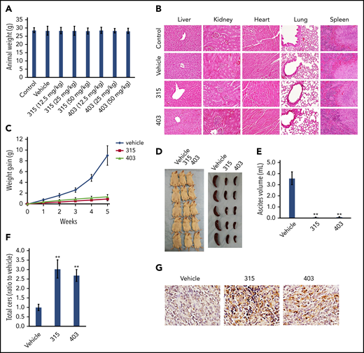 Treatment with the new ceramide analogs suppresses PEL progression with no visible cytotoxicity in vivo. (A) NOD/SCID mice (6- to 8 week old, male) were injected IP with 12.5, 25, 50 mg/kg of analog 315, 403, or vehicle (n = 5 per group), once daily, 2 days per week, and weights were recorded weekly. The average animal weights after the 4-week treatment period among different groups were compared. (B) At the end of the treatment period, the different organ tissues collected from the representative control, vehicle-, or ceramide analogs– (50 mg/kg) treated mice were observed and compared using the H&E staining (×60 magnification). (C-E) NOD/SCID mice were injected IP with 1 × 107 BCBL-1 cells. Twenty-four hours later, 25 mg/kg of analog 315, 403, or vehicle (n = 5 per group) was administered IP, once daily, 2 days per week, for each of the 2 independent experiments. Weights were recorded weekly. Images of the animals and their spleens as well as ascites fluid volumes were collected at the conclusion of the experiments after the 5-week treatment. Error bars represent SD for 1 of 2 independent experiments; **P < .01. (F) Total ceramide levels of ascites from each of 3 representative vehicle- or ceramide analog–treated mice were quantified using lipidomics analyses as described in the “Methods.” **P < .01. (G) Cell apoptosis in the ascites samples collected from the representative vehicle- or ceramide analog–treated mice was detected using the TUNEL assay (×60 magnification).