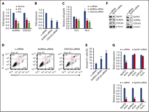 Cellular genes affected by new ceramide analogs are required for PEL cell survival. (A) The transcriptional levels of AURKA and CDCA3 were compared between ceramide analogs (315 or 403) and vehicle-treated BCBL-1 cells using qRT-PCR. (B-E) BCBL-1 was transfected with AURKA-siRNA, CDCA3-siRNA, or nontarget control siRNA (n-siRNA) for 72 to 96 hours; then the gene transcription, cell proliferation, and apoptosis were measured as described above. (F-G) BCBL-1 was transfected with SphK1-siRNA, SphK2-siRNA, or n-siRNA for 72 hours; then the protein expression was measured as described above. Error bars represent SD for 3 independent experiments. *P < .05; **P < .01.
