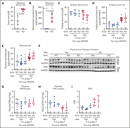 Maternal rather than embryo hepcidin determines embryo iron endowment. To determine the relative contribution of maternal vs embryo hepcidin to the regulation of embryo iron endowment, Hamp Het and KO females were mated with Hamp Het males to generate Hamp WT, Het, and KO embryos. Mothers and embryos were analyzed on E18.5 for maternal serum iron (A) and liver non-heme iron (B) concentrations. Statistical comparisons were performed by 2-tailed Mann-Whitney rank-sum test for nonnormally distributed values (indicated by * following P values) or 2-tailed t test with Welch’s correction for normally distributed but nonequal variance data sets (indicated by # after the P value) for embryo serum iron (C), embryo liver nonheme iron (D), and placenta nonheme iron (E) concentrations. (F) Western blot for FPN and TFR1 from E18.5 Hamp WT, Het, and KO placentas, derived from either Hamp Het mothers and Hamp KO mothers. GAPDH was used as a loading control. FPN was run on 2 separate blots, as indicated by a line; TFR1 was run on a single blot. (G) Quantification of placental FPN across different maternal and embryo genotypes. FPN was normalized to GAPDH for loading. To normalized FPN levels between blots, 4 samples from each of the 2 blots were rerun together on a separate blot. (H) Quantification of placental TFR1 across different maternal and embryo genotypes. TFR1 was normalized to GAPDH. (I) Calculated PIDI, the ratio of placental FPN to TFR1 protein. (C-E, G-I) Statistical differences between groups was determined by 2-way analysis of variance for embryo vs mother Hamp genotype. Mat, maternal.