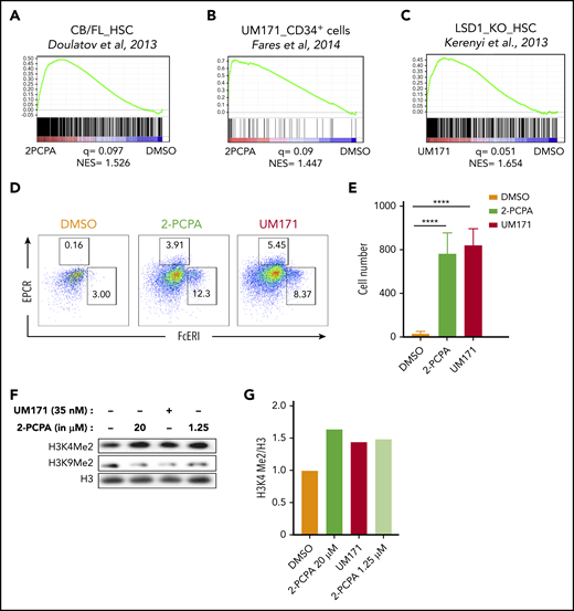 LSD1 inhibition and UM171 trigger similar molecular responses. GSEA plots showing HSC gene signature (A) and UM171-induced gene signature (B) in UCB HSC fraction treated with 2-PCPA for 24 hours. (C) LSD1-knockout (KO) gene signature in UCB HSC fraction treated with UM171 for 6 days. Microarray was performed in triplicates, and normalized enrichment score (NES) and q value were calculated with GSEA using reference gene sets from the indicated publications.8,12,24 FACS plots showing the frequency (D) and graphs showing the total numbers (E) of mast cell progenitors in cultures treated with 2-PCPA or UM171. Data from 4 replicates from 1 of 2 independent experiments with similar results. (F) Western blot showing H3K4me2 and H3K9me2 marks after 2-PCPA or UM171 treatment. (G) Relative increase in H3K4me2 compared with H3. ****P ≤ .0001.
