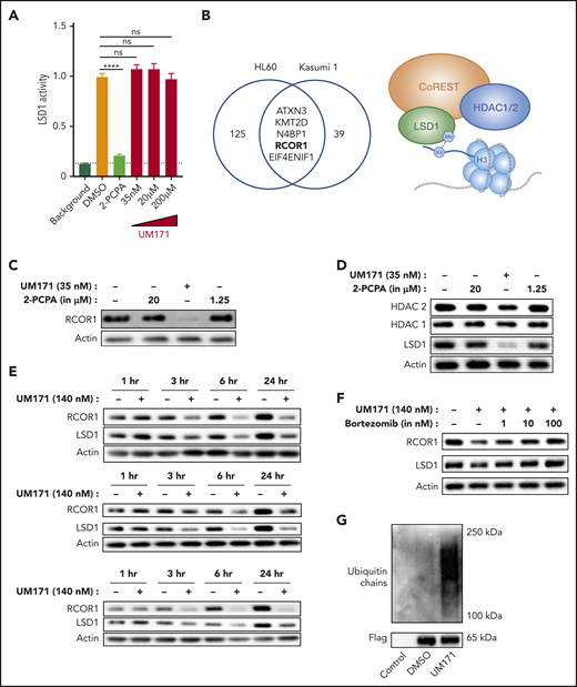 LSD1 and the CoREST complex are targeted by UM171. (A) In vitro assay measuring LSD1 enzymatic activity in the presence of 2-PCPA or UM171. Data from 3 to 6 repeats of the assay are represented. (B) Venn diagram showing common target proteins of UM171 between HL-60 and Kasumi-1 cells, identified by TPP. Western blots showing RCOR1 (C) and LSD1, HDAC1, and HDAC2 (D) in UCB CD34+ cells treated with 2-PCPA or UM171 for 24 hours. (E) Time kinetics experiment showing RCOR1 and LSD1 protein expression in OCI-AML3 (top panel), HL-60 (middle panel), and U937 (bottom panel) cell lines treated with DMSO or UM171. (F) RCOR1 and LSD1 protein expression in HL-60 cell line treated with UM171 and proteasomal inhibitor bortezomib for 3 hours. (G) Flag-tagged RCOR1-expressing HL-60 cells were treated with DMSO or UM171 for 1.5 hours, and RCOR1 was enriched with Flag IP and analyzed for polyubiquitination. ****P ≤ .0001.