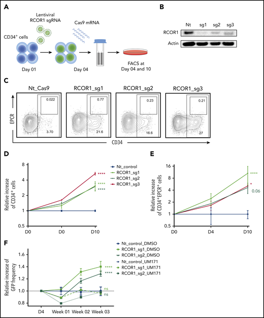 Loss of CoREST (RCOR1) induces HSPC expansion. (A) Schematic representation of the experimental strategy to knockout RCOR1. (B) RCOR1 protein levels in UCB CD34+ cells edited with nontargeting (Nt) control or RCOR1 guides (day 10). (C) FACS plots showing the frequency of CD34+ and EPCR+ populations in Nt control and RCOR1-knockout UCB HSPCs (day 10). The relative number of CD34+ cells (D) and CD34+EPCR+ cells (E) in RCOR1-knockout HSPCs compared with the Nt control–treated cells over time. Total cell numbers for each condition and time point were calculated and normalized to the mean of the control Nt sgRNA. Data from 3 replicates from 1 of 2 independent experiments with similar results. (F) Relative change in frequency of GFP+ cells over time in Nt control and RCOR1-edited samples compared with day 4 (D4) in DMSO- or UM171-treated cultures. Values are normalized to the NT DMSO control (n = 3). *P ≤ .05, ****P ≤ .0001.