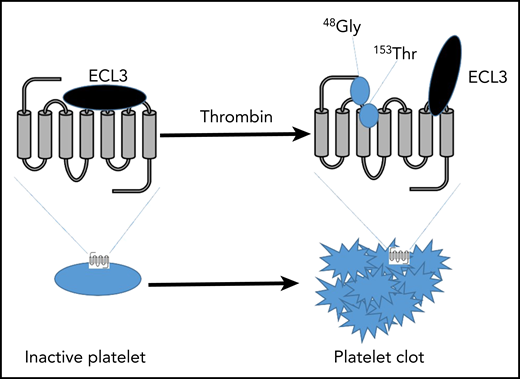 A key aspect PAR4 conformation in inactive platelets is ECL3 functioning as a gatekeeper, inhibiting the tethered ligand from binding to the transmembrane (TM) 3. Upon thrombin stimulation, 48Gly, on the tethered ligand, binds to 153Thr on TM3. 153Thr of TM3, TM7, and 48Gly of the tethered ligand result in receptor activation. PAR4 is now active and induces platelet activation and in vivo clot formation.