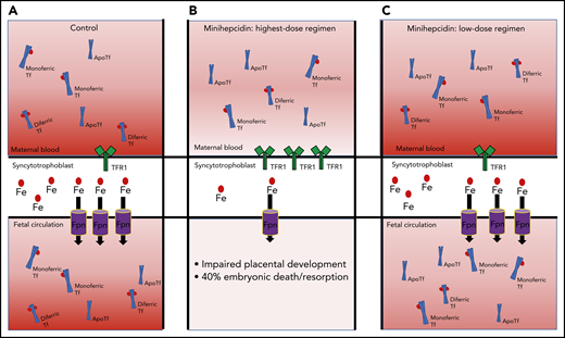 Maternal minihepcidin administration influences embryonic iron status. Mice treated with minihepcidins model inflammation-mediated upregulation of maternal hepcidin. (A) The relationship between maternal and fetal circulation, with maternal iron (Fe) delivered to the syncytiotrophoblast by transferrin (Tf) via transferrin receptor 1 (TfR1). Iron needed for placental function is retained, and remaining Fe is exported for transfer to the fetal circulation by the iron efflux protein, ferroportin (Fpn). (B) Administration of the highest-dose regimen decreases maternal serum iron. The placenta compensates by increasing TfR1 and decreasing Fpn to ensure placental Fe is adequate, to the detriment of the fetus. (C) Administration of the low-dose regimen produces modest decreases in fetal iron endowment despite the absence of changes in maternal or placental iron status.