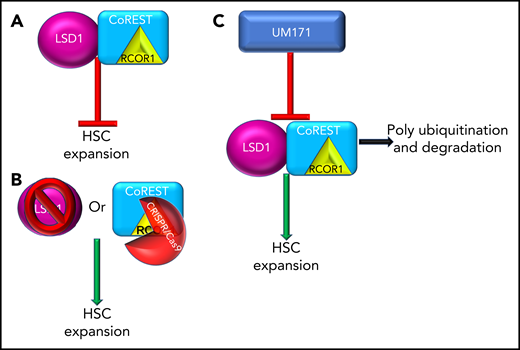 LSD1 and CoREST restrict ex vivo propagation of human HSCs and are targets of UM171. (A) LSD and/or the CoREST complex inhibit ex vivo expansion of HSCs. (B) Inhibition of LSD1 (pharmacological or CRISPR/Cas9) or inhibition of the CoREST core member, RCOR1 (via CRISPR/Cas9), resulted in ex vivo expansion of HSCs. (C) UM171 treatment results in polyubiquitination and degradation of LSD1 and CoREST leading to ex vivo expansion of HSCs.