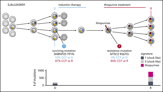 Example showing the multistep acquisition of resistance in ALL. Cells are represented with mutations shown as small colored circles. At diagnosis (D), patient SJALL043859 had a subclonal mutation in SNRNP25 of uncertain significance in 10% of leukemic cells (10% cancer cell fraction or CCF), which increased to 87% at relapse (R). At relapse, an NT5C2 R367Q mutation was detected at 84% CCF within the SNRNP25 lineage, but was not found at diagnosis at 747× coverage, indicating that the NT5C2 variant descended from the SNRNP25 clone. The relapse sample also acquired the thiopurine signature (bottom), and the NT5C2 mutations had >50% probability of having been induced by thiopurines because it occurred at a thiopurine-preferred trinucleotide context. These findings are based on whole-genome sequencing and targeted deep sequencing (484 to 1284× coverage of the SNRNP25 and NT5C2 mutations).