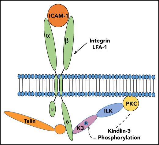 A new ILK-dependent pathway of LFA-1 activation on neutrophils. ILK facilitates recruitment of PCK-α to the cell membrane where it supports phosphorylation of a specific residue in kindlin-3. This modification enhances the capacity of kindlin-3 to cooperate with talin-1 to activate integrin LFA-1 and its recognition of ICAM-1. Illustration by Katarzyna Bialkowska.