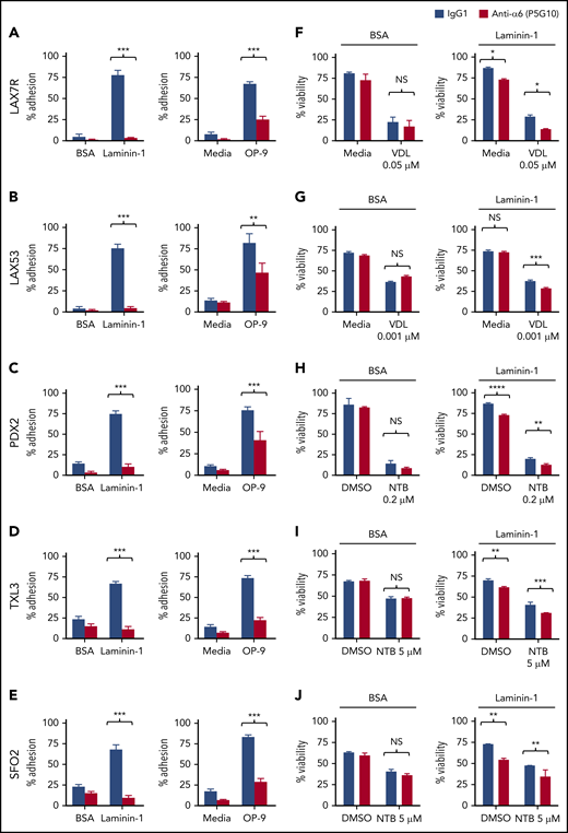 Integrin α6 blockade using the anti-α6 mAb P5G10 deadheres primary ALL cells and sensitizes the cells to chemotherapy. Six primary B-ALL cell lines (LAX7R, LAX53, PDX2, TXL3, SFO2, ICN24) and 2 B-ALL cell lines (Kasumi-2 and BEL-1) were preincubated with purified anti-human α6 Ab P5G10 (red bars) or its isotype control IgG1 (white bars) on plates coated with hlaminin-1. Adhesion of ALL cells to the bovine serum albumin (BSA) control, laminin-1 (A-E, left panels), cell culture media (media) or OP9 stroma cells (A-E, right panels) was assessed after overnight incubation. The viability of the ALL cells LAX7R (F), LAX53 (G), PDX2 (H), TXL3 (I), SFO2 (J), and ICN24 (K), plated on BSA (left panel) or laminin-1 (right panel) and treated with or without α6 blockade (P5G10) combined with nilotinib (NTB) or VDL for 2 days is shown. Viability of B-ALL cell lines Kasumi-2 (L) and BEL-1 cells (M) plated on BSA (left panel) or laminin-1 (right panel) treated with VDL combined with P5G10 for 3 days is shown. Three primary ALL cell lines, LAX7R (KRASG12V) (N), SFO2 (BCR-ABL1+) (O), and TXL3 (BCR-ABL1+) (P), were cocultured with OP9 cells and incubated with P5G10 (red bars) or its isotype control IgG1 (white bar) combined with NTB or VDL for 5 days. VDL was used at indicated concentrations (0.005 μM: 5 nM vincristine, 50 pM dexamethasone, and 0.0025 IU L-asparaginase; 0.001 μM: 1 nM vincristine, 10 pM dexamethasone, and 0.005 IU L-asparaginase; 0.05 μM: 50 nM vincristine, 500 pM dexamethasone, and 0.025 IU L-asparaginase). Viability was measured via the exclusion of dead cells based on trypan blue staining. LAX7R cells (Q-R) were plated on laminin-1 or OP9 cells and treated with the following antibodies: α6 function-blocking J8H (gray bars; 20 µg/mL), α6 adhesion- and function-blocking P5G10 (red bars; 20 µg/mL), or IgG1 (white bar; 20 µg/mL). Adhesion (overnight incubation) (Q) and viability (2 days incubation) (R) were determined by trypan blue exclusion staining. Means ± standard deviations are shown. One experiment of 3 is shown. Each experiment was performed in triplicate. *P < .05; **P < .01; ***P < .001 by 1-way analysis of variance (ANOVA) with post hoc analysis (Tukey test). DMSO, dimethyl sulfoxide; NS, not significant.