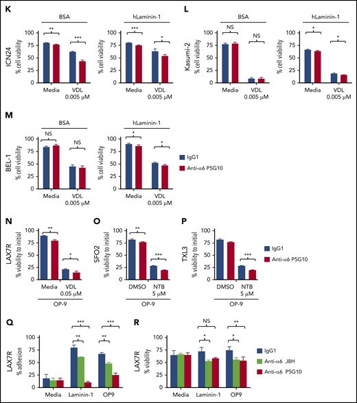 Integrin α6 blockade using the anti-α6 mAb P5G10 deadheres primary ALL cells and sensitizes the cells to chemotherapy. Six primary B-ALL cell lines (LAX7R, LAX53, PDX2, TXL3, SFO2, ICN24) and 2 B-ALL cell lines (Kasumi-2 and BEL-1) were preincubated with purified anti-human α6 Ab P5G10 (red bars) or its isotype control IgG1 (white bars) on plates coated with hlaminin-1. Adhesion of ALL cells to the bovine serum albumin (BSA) control, laminin-1 (A-E, left panels), cell culture media (media) or OP9 stroma cells (A-E, right panels) was assessed after overnight incubation. The viability of the ALL cells LAX7R (F), LAX53 (G), PDX2 (H), TXL3 (I), SFO2 (J), and ICN24 (K), plated on BSA (left panel) or laminin-1 (right panel) and treated with or without α6 blockade (P5G10) combined with nilotinib (NTB) or VDL for 2 days is shown. Viability of B-ALL cell lines Kasumi-2 (L) and BEL-1 cells (M) plated on BSA (left panel) or laminin-1 (right panel) treated with VDL combined with P5G10 for 3 days is shown. Three primary ALL cell lines, LAX7R (KRASG12V) (N), SFO2 (BCR-ABL1+) (O), and TXL3 (BCR-ABL1+) (P), were cocultured with OP9 cells and incubated with P5G10 (red bars) or its isotype control IgG1 (white bar) combined with NTB or VDL for 5 days. VDL was used at indicated concentrations (0.005 μM: 5 nM vincristine, 50 pM dexamethasone, and 0.0025 IU L-asparaginase; 0.001 μM: 1 nM vincristine, 10 pM dexamethasone, and 0.005 IU L-asparaginase; 0.05 μM: 50 nM vincristine, 500 pM dexamethasone, and 0.025 IU L-asparaginase). Viability was measured via the exclusion of dead cells based on trypan blue staining. LAX7R cells (Q-R) were plated on laminin-1 or OP9 cells and treated with the following antibodies: α6 function-blocking J8H (gray bars; 20 µg/mL), α6 adhesion- and function-blocking P5G10 (red bars; 20 µg/mL), or IgG1 (white bar; 20 µg/mL). Adhesion (overnight incubation) (Q) and viability (2 days incubation) (R) were determined by trypan blue exclusion staining. Means ± standard deviations are shown. One experiment of 3 is shown. Each experiment was performed in triplicate. *P < .05; **P < .01; ***P < .001 by 1-way analysis of variance (ANOVA) with post hoc analysis (Tukey test). DMSO, dimethyl sulfoxide; NS, not significant.