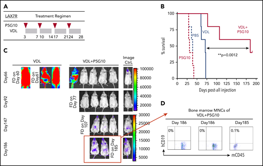 α6 blockade sensitizes leukemia cells to chemotherapy in vivo. (A) The treatment regimen used in NSG mice injected with primary B-ALL cells (LAX7R) consisted of the intraperitoneal administration of PBS (n = 5); an α6-blocking Ab (P5G10) (n = 5) (administered intraperitoneally on days 3, 10, 17, and 24 after leukemia injection as indicated by the red triangles); vincristine (10.5 mg/kg), dexamethasone (8 mg/kg), and L-asparaginase (800 IU/kg) (VDL) (n = 5) (as indicated by the gray rectangles); or VDL + P5G10 (n = 5). (B) The Kaplan-Meier survival curve was analyzed, and the MST was calculated for each group: PBS (MST = 39 days), P5G10 (MST = 31 days), VDL (MST = 71 days), VDL + P5G10 (MST = 185 days). (C) Bioluminescence imaging of mice on days 66, 92, 147, and 186 after leukemia cell transfer. A mouse with no leukemia cell injection treated only with luciferin at the time of imaging was included as a background control (Image Ctrl) (right panel). One experiment is shown. (D) Flow cytometric analysis of human (h) CD19 and murine (m) CD45 in BM mononuclear cells (MNCs) from 3 animals euthanized on day 186 after injection or found dead (FD) on day 185 after injection.