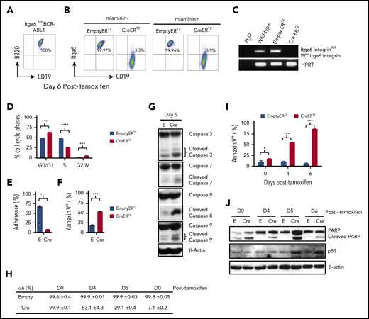 Integrin α6 deletion induces the deadhesion and apoptosis of murine BCR-ABL1+ (p210) ALL cells. (A) Immunophenotype of murine BCR-ABL1 (p210)+ ALL cells. (B) Deletion of α6 induced by tamoxifen (1.5 μM) was confirmed by flow cytometry 6 days after tamoxifen treatment. Left panel: cells not plated on mlaminin-1; right panel: cells plated on mlaminin+. (C) Deletion of α6 was confirmed by genomic PCR. Hypoxanthine-guanine phosphoribosyltransferase (HPRT) was used as a PCR DNA and loading control. (D) Cell cycle analysis of CreERT2 and EmptyERT2 cells on day 5 after deletion by bromodeoxyuridine flow cytometry. ***P < .001 and ****P < .0001 by 1-way ANOVA with post hoc analysis (Tukey test). (E) Percentage of adherent CreERT2 and EmptyERT2 cells on mlaminin-coated plates on day 5. ***P < .001 by Student t test. (F) Apoptosis analysis by annexin V and 7-AAD staining of CreERT2 and EmptyERT2 cells at day 5 after deletion. ***P < .001 by Student t test. (G) Western blot of cleaved caspases 3, 7, 8, and 9 in CreERT2 and EmptyERT2 cell lysates on day 5 after deletion. β-actin, loading control. (H) Percentage of α6 and (I) annexin V expression in CreERT2 and EmptyERT2 cells at various time points after α6 deletion, as determined by flow cytometry. Mean ± standard deviation is shown. *P < .05 and ***P < .001 by 1-way ANOVA with post hoc analysis (Tukey test). (J) Western blot of cleaved poly (ADP-ribose) polymerase (PARP) and p53 in CreERT2 and EmptyERT2 cells on various days (days 0, 4, 5, and 6) after tamoxifen-induced α6 deletion. β-actin, loading control. One of 3 experiments is shown.