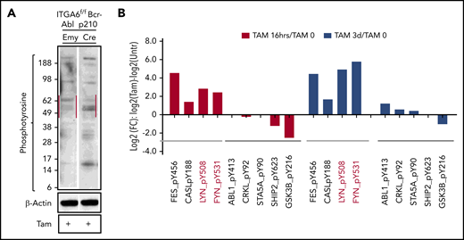 Integrin α6 deletion in murine BCR-ABL1+ (p210) B-ALL cells affects Src signaling. (A) α6fl/fl BCR-ABL1+ (p210) x CreERT2 (Cre) and x EmptyERT2 (Emy) cells treated with tamoxifen (TAM) for 24 hours followed by western blot analysis using an anti-phosphotyrosine Ab (clone 4G10). One of 3 experiments is shown. (B) Phosphotyrosine proteomics analysis was performed on murine cells treated for 16 hours or 3 days with tamoxifen. The fold changes (FCs) in the selected phosphotyrosine proteins were plotted. One experiment is shown.