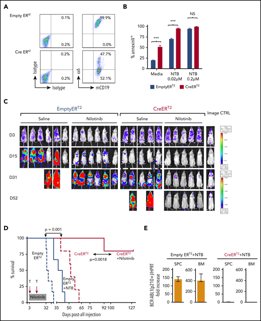 α6 deletion sensitizes murine leukemia cells to tyrosine kinase inhibition in vitro, and the combination of the in vivo deletion of α6 with tyrosine kinase inhibition eradicates leukemia cells. α6fl/fl BCR-ABL1+ (p210) CreERT2 and EmptyERT2 cells were plated onto tissue culture plates (without further coating) and treated with tamoxifen (1.5 μM) and nilotinib (0.02 μM or 0.2 μM) for 5 days. (A) Deletion of α6 was determined by flow cytometry. (B) Cell viability was determined by annexin V detection using flow cytometry. The y-axis indicates the percentage of annexin V–positive cells. Mean ± standard deviation is shown. ***P < .001. (C) Bioluminescence imaging of mice injected with luciferase-labeled murine α6fl/fl BCR-ABL1+ CreERT2 and EmptyERT2 ALL cells followed by treatment with tamoxifen to delete α6 with or without nilotinib on the indicated days after ALL cell injection. One in vivo experiment is shown. (D) Kaplan-Meier survival analysis for the MST determination in each group: EmptyERT2 (n = 6), MST = 27 days; CreERT2 (n = 5), MST = 54.5 days; EmptyERT2 + nilotinib (n = 6), MST = 39.5 days; CreERT2 + nilotinib (n = 5), MST = undefined because 4 of 5 mice remained alive until the end of follow-up. *P = .0001, log-rank test. (E) Detection of murine BCR-ABL1 (p210+) cells in spleen cells (SPCs) or BM by qRT-PCR. Error bars are from the 2 comparison groups (Empty ERT2 + NTB vs CRE ERT2 + NTB). (F) α6 deletion was confirmed by flow cytometry in BM cells from leukemic mice injected with α6fl/fl BCR-ABL1+ CreERT2 or EmptyERT2 cells. Donor white blood cells (WBCs) were labeled with CD45.2+. (G) Flow cytometric analysis of WBCs from recipients of α6fl/fl BCR-ABL1+ CreERT2 or EmptyERT2 cells treated with nilotinib. Donor WBCs were CD45.2+, and recipient WBCs were CD45.1+. (H) Genomic PCR of BCR-ABL1 was performed on cells isolated from the spleen and BM of mice treated with EmptyERT2 + nilotinib (NTB) and CreERT2 + NTB. Murine HPRT (mHPRT) was used as an internal PCR DNA control.