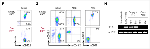 α6 deletion sensitizes murine leukemia cells to tyrosine kinase inhibition in vitro, and the combination of the in vivo deletion of α6 with tyrosine kinase inhibition eradicates leukemia cells. α6fl/fl BCR-ABL1+ (p210) CreERT2 and EmptyERT2 cells were plated onto tissue culture plates (without further coating) and treated with tamoxifen (1.5 μM) and nilotinib (0.02 μM or 0.2 μM) for 5 days. (A) Deletion of α6 was determined by flow cytometry. (B) Cell viability was determined by annexin V detection using flow cytometry. The y-axis indicates the percentage of annexin V–positive cells. Mean ± standard deviation is shown. ***P < .001. (C) Bioluminescence imaging of mice injected with luciferase-labeled murine α6fl/fl BCR-ABL1+ CreERT2 and EmptyERT2 ALL cells followed by treatment with tamoxifen to delete α6 with or without nilotinib on the indicated days after ALL cell injection. One in vivo experiment is shown. (D) Kaplan-Meier survival analysis for the MST determination in each group: EmptyERT2 (n = 6), MST = 27 days; CreERT2 (n = 5), MST = 54.5 days; EmptyERT2 + nilotinib (n = 6), MST = 39.5 days; CreERT2 + nilotinib (n = 5), MST = undefined because 4 of 5 mice remained alive until the end of follow-up. *P = .0001, log-rank test. (E) Detection of murine BCR-ABL1 (p210+) cells in spleen cells (SPCs) or BM by qRT-PCR. Error bars are from the 2 comparison groups (Empty ERT2 + NTB vs CRE ERT2 + NTB). (F) α6 deletion was confirmed by flow cytometry in BM cells from leukemic mice injected with α6fl/fl BCR-ABL1+ CreERT2 or EmptyERT2 cells. Donor white blood cells (WBCs) were labeled with CD45.2+. (G) Flow cytometric analysis of WBCs from recipients of α6fl/fl BCR-ABL1+ CreERT2 or EmptyERT2 cells treated with nilotinib. Donor WBCs were CD45.2+, and recipient WBCs were CD45.1+. (H) Genomic PCR of BCR-ABL1 was performed on cells isolated from the spleen and BM of mice treated with EmptyERT2 + nilotinib (NTB) and CreERT2 + NTB. Murine HPRT (mHPRT) was used as an internal PCR DNA control.