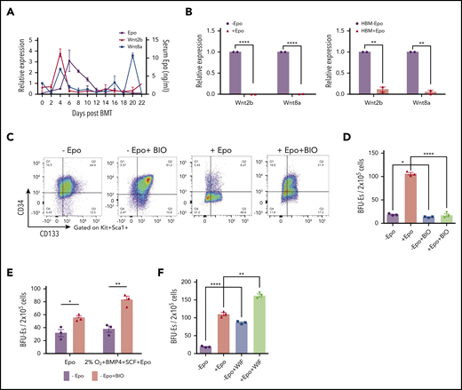 Wnt signaling promotes early SEP proliferation, and the expression of canonical Wnts is inhibited by Epo signaling. (A) ELISA analysis of serum Epo (right y-axis) and Wnt2b and Wnt8a mRNA expression (left y-axis) in spleen cells on indicated days after BMT. For each time point, n = 3 mice per group. (B) Wnt2b and Wnt8a mRNA expression in sorted murine spleen F4/80+ macrophages with or without Epo for 24 hours (left). mRNA expression of WNT2b and WNT8a in unfractionated human bone marrow cells cultured in SEEM for 5 days and then treated with or without Epo for 24 hours (right). (C) Representative flow cytometry analysis of CD34 and CD133 expression on Kit+Sca1+ SEPs from murine bone marrow cells cultured in SEEM with or without 1 μM BIO and with or without Epo. (D) Stress BFU-E colony assay of in vitro cultured SEPs treated with or without Epo and with or without BIO, as shown in panel C. (E) Stress BFU-E colony assay of SEPs expanded in SEEM with or without BIO. The SEPs were then switched into SEDM without BIO, and stress BFU-Es were assayed after 3 days. (F) Stress BFU-E colony assay of SEPs expanded in SEEM with or without Epo, with or without 100 ng/mL WIF1, or treated with Epo with or without WIF1. Student t test (2-tailed). Data represent means ± SEM. *P < .05; **P < .01; ****P < .0001.