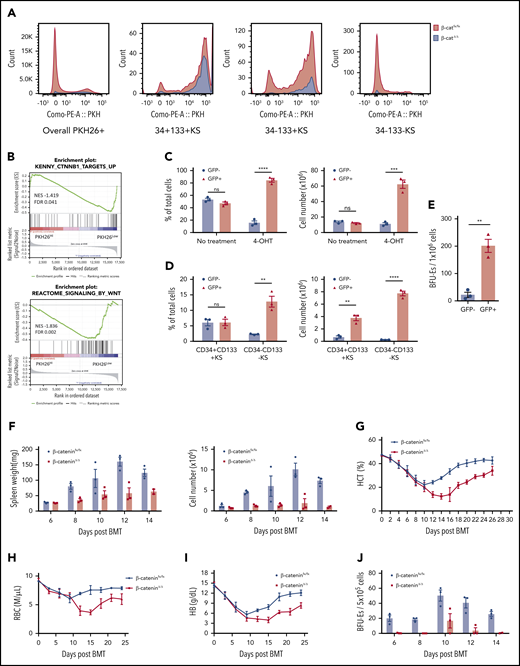 Macrophage-derived Wnt signaling regulates SEP proliferation through β-catenin–dependent signaling pathway. (A) Analysis of SEP proliferation using loss of PKH26 fluorescent intensity in control β-cateninfx/fx and β-cateninΔ/Δ bone marrow cells cultured in SEEM. Cells were labeled with PKH26 after isolation and cultured in SEEM for 5 days before analysis. Representative PKH26 fluorescence is shown for all cell populations (left), CD34+CD133+KS (second), CD34–CD133+KS (third), and CD34–CD133–KS (right). (B) Analysis of microarray data by gene set enrichment analysis (GSEA). Expression data from our previous microarray analysis comparing PKH26loCD133–Kit+Sca1+ (PKH26low) and PKH26hiCD133+Kit+Sca1+ (PKH26high) SEPs (National Center for Biotechnology Information Gene Expression Omnibus accession number, GSE122390). Normalized data sets were processed by using GSEA to determine statistically differentially expressed gene sets in the 2 groups of SEPs. Hallmark gene sets were accessed from the Molecular Signatures Database. Targets upregulated by β-catenin (top) and reactome signaling by Wnt (bottom). (C) β-cateninfx/fx;Rosa26-CreERT bone marrow cells were cocultured with GFP+ control bone marrow cells (1:1 ratio) for 2 days and then treated with or without 4-OHT for 24 hours. The cells were then washed and plated in fresh SEEM without 4-OHT for 2 days. Proportion (left) and total cell number (right) of GFP+ population (control cells) vs GFP– population (β-cateninΔ/Δ cells) in coculture. (D) Flow cytometry analysis of 4-OHT treated cocultures as described in panel C. Proportion (left) and total cell number (right) of CD34+CD133+KS population (GFP+ or GFP–) and CD34–CD133–KS population (GFP+ or GFP–). (E) Production of stress BFU-Es by β-cateninΔ/Δ SEPs. Cocultures (as described in panel C) were switched into SEDM and cultured for 3 days, after which GFP+ cells and GFP– SEPs were isolated by fluorescence-activated cell sorting and plated for stress BFU-Es. (F-J) Analysis of erythroid short-term radioprotection after BMT with β-cateninΔ/Δ or control unfractionated donor bone marrow cells. In all, 500 000 bone marrow cells isolated from β-cateninfx/fx;Rosa-CreERT or β-cateninfx/fx control mice were treated with 4-OHT for 24 hours before being transplanted to lethally irradiated C57BL/6 recipient mice. (F) Analysis of spleen weight (left) and total spleen cell number (right). (G) Analysis of hematocrit during the recovery time. (H) Analysis of red blood cell (RBC) count. (I) Analysis of hemoglobin (HB) level. (J) Analysis of stress BFU-Es in the spleen on the indicated days after transplantation. For each time point, n = 3 mice per group. (K-M) Analysis of erythroid short-term radioprotection after BMT by sorted β-cateninΔ/Δ and control SEPs. In all, 50 000 GFP cells and 50 000 sorted CD133+KS cells isolated from β-cateninfx/fx or β-cateninΔ/Δ mice were transplanted to lethally irradiated CD45.1 C57BL/6 recipient mice. (K) Survival of recipients that received β-cateninfx/fx or β-cateninΔ/Δ CD133+KS cells (n = 9 mice per group). (L) Flow cytometry analysis of donor-derived GFP– SEPs in the spleen on day 8 after BMT. (M) Serum Epo level measurement by ELISA on day 8 after BMT. Student t test (2-tailed). Data represent means ± SEM. *P < .05; **P < .01; ***P < .001; ****P < .0001.