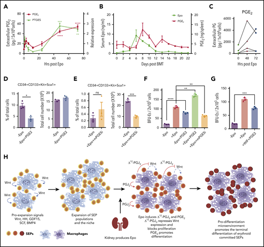 Epo-dependent macrophage-derived PGE2 signaling enhances SEP differentiation. (A) LC-MS/MS analysis of extracellular PGE2 (left y-axis) and mRNA expression of PTGES (right y-axis) in mouse BMDMs at the indicated time points before and after Epo treatment. One-way ANOVA followed by Dunnett’s multiple comparisons. (*) Represents P values for comparisons between indicated time points and 0 time point; (red *), PTGES; (black *), PGE2 (n = 3 per time point). (B) ELISA analysis of serum Epo and spleen PGE2 on indicated days after BMT. In all, 500 000 unfractionated bone marrow cells were transplanted to C57BL/6 recipients. For each time point, n = 3 mice per group. (C) LC-MS/MS analysis of extracellular PGE2 of human BMDMs at the indicated time points before and after Epo treatment. (D-E) Analysis of manipulating PGE2 signaling in in vitro SEP cultures. (D) SEPs cultured in SEEM were treated with or without 50 nM 16,16-dimethyl PGE2. Flow cytometry analysis of in vitro cultured SEPs. Percentage of CD34+CD133+KS SEPs in total cell population (left); total cell numbers after culture (right). (E) SEPs were cultured in SEDM with or without 10 μM CAY10526 (mPGESi, the PTGES inhibitor). Flow cytometry analysis of in vitro cultured SEPs. Percentage of CD34+CD133+KS SEPs in total cell population (left); total cell numbers after culture (right). (F-G) Bone marrow cells were expanded in SEEM and treated with Epo, PGE2, mPGESi, or WIF1, as indicated. (H) Schematic of macrophage-SEP interactions and the changes in signaling induced by macrophage EpoR signaling. Student t test (2-tailed). Data represent means ± SEM. *P < .05; **P < .01; ***P < .001; ****P < .0001.