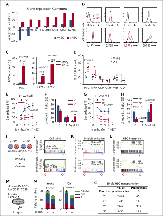 IL27Ra serves as a marker for function-compromised HSCs with myeloid bias. (A) The expression of indicated cytokine receptor between young (3 months) and aged (24-25 months) hematopoietic stem cells. (B) Representative plots from flow cytometry show the changes of indicated cytokine receptor on HSCs (Lineage− Sca1+ c-Kit+ CD150+ CD34−) from young (2 months) and aged (24-28 months) mice. (C) The left histogram depicts the number of HSCs and the right histogram depicts the number of IL27Ra+ HSCs and IL27Ra− HSCs between young (2 months) and aged mice (24-28 months). N = 5 mice per group, data are shown as mean ± SEM. (D) This scatterplot displays the percentage of IL27Ra+ cells in HSCs, MPPs, CMPs, common lymphoid progenitors (CLPs), megakaryocytic/erythroid progenitors (MEPs), and GMPs between young (2 months) and aged mice (24-28 months). N = 3-5 mice per group; data are shown as mean ± SEM. (E) The line plots depict the changes in peripheral blood chimerism in primary recipients transplanted with 10 IL27Ra− HSCs (defined as Y−, Young IL27Ra− HSC) or 10 IL27Ra+ HSCs (defined as Y+, Young IL27Ra+ HSC) freshly isolated from young (2 months) mice together with 2 × 105 competitor cells. Engraftment was examined at the indicated time points after transplantation. N = 7-8 mice per group; data are shown as mean ± SEM. (F) This histogram depicts the lineage distribution of myeloid cell, B cell, and T cell among donor-derived cells in peripheral blood 4 months after 10 young IL27Ra− HSCs (Y−) or 10 young IL27Ra+ HSCs (Y+) transplantation. N = 7-8 mice per group; data are shown as mean ± SEM. (G) The line plots depict the changes in peripheral blood chimera in primary recipients transplanted with 100 IL27Ra− HSCs (defined as O−, Old IL27Ra− HSC) or 100 IL27Ra+ HSCs (defined as O+, Old IL27Ra+ HSC) freshly isolated from 28-month-old mice together with 2 × 105 competitor cells. Engraftment was examined at the indicated time points after transplantation. N = 4-5 mice per group; data are shown as mean ± SEM. (H) This histogram depicts the lineage distribution of myeloid cell, B cell, and T cell among donor-derived cells in peripheral blood 4 months after 100 old IL27Ra− HSCs (O−) or 100 old IL27Ra+ HSCs (O+) transplantation. N = 4-5 mice per group; data are shown as mean ± SEM. (I) Experimental design for RNA-sequencing assay (see Methods). (J-L) These figures show the GSEA of cell aging-related genes, HSC fingerprints or neutrophil activation-related genes in Y− (Young IL27Ra− HSC) vs Y+ (Young IL27Ra+ HSC), or O− (Old IL27Ra− HSC) vs O+ (Old IL27Ra+ HSC). NES, normalized enrichment score; FDR-adjusted q values are provided. |NES| > 0.3 and q < 0.05 represent significant difference. (M) Experimental design of colony-forming assay for human HSCs (Lin− CD34+ CD38−). Two hundred freshly isolated IL27Ra− HSCs or IL27Ra+ HSCs from either young healthy people (ages 20, 22, and 29) or aged healthy people (ages 59, 61, and 63) were seeded in methylcellulose medium, and the colonies were counted 14 days later (see details in Methods). (N) This histogram shows the relative colony-forming capacity of human IL27Ra− and IL27Ra+ HSCs. GEMM, granulocyte, erythroid, macrophage, and megakaryocyte; GM, Colony-forming unit-granulocyte and macrophage; E, Burst-forming unit-erythroid and colony-forming unit erythroid. N = 3 individuals per group, clone numbers are normalized to IL27Ra− total numbers in each experiment, data are pooled from 3 independent experiments and shown as mean ± SEM; original data and calculation process are shown in supplemental Table 4. (O) This table depicts the percentage of successful long-term reconstitution in single HSC transplantation assay. Single IL27Ra− or IL27Ra+ HSC (KSL CD150+CD34−) from either young (2 months) or aged (24-28 months) mice was transplanted into lethally irradiated recipients (the number is indicated in the table) together with 2 × 105 competitor cells. Peripheral blood of recipient mice was analyzed 4 to 5 months after transplantation. If the chimera was 0.05% or more after transplantation, regardless of which lineage was reconstituted, mice were considered to be reconstituted with test donor cells.