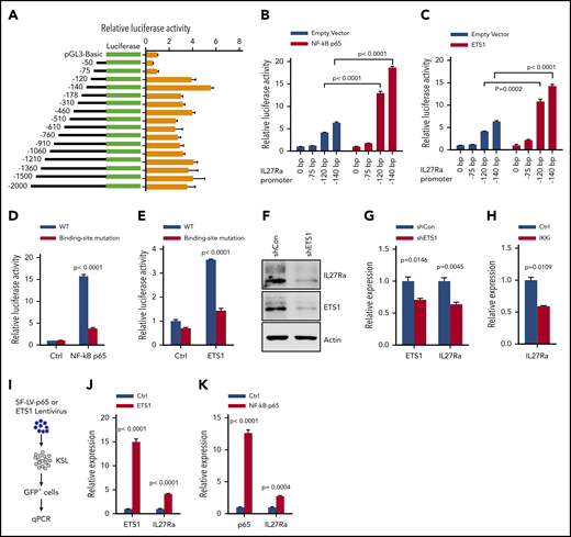 ETS1 and NF-κB p65 are the key transcriptional factors regulating IL27Ra expression. (A) The transcriptional activity analysis of the truncated constructs in the IL27Ra promoter region by luciferase assay (see Methods). Data are shown as mean ± SEM. (B-C) Histograms showing the transcriptional activity of IL27Ra upon overexpression of (B) NF-κB p65 and (C) ETS1 by luciferase assay. Data are shown as mean ± SEM. (D) This histogram displays the IL27Ra promoter-mutation (the sequence GGGA was mutated to TTTT within the predicted NF-kB p65 binding sites) abolishes the NF-κB p65 induced IL27Ra transcription by luciferase assay (supplemental Figure 3D; supplemental Methods). Data are shown as mean ± SEM. (E) The IL27Ra promoter-mutation (the sequence CCCTGAAGG was mutated to AAAAAGGTT within the predicted ETS1 binding sites) abolishes the ETS1 induced IL27Ra transcription by luciferase assay (supplemental Figure 3D; supplemental Methods). Data are shown as mean ± SEM. (F-G) Freshly isolated KSL cells were infected by lentivirus carrying ETS1 shRNA or scramble control, and 3 days later, 105 GFP+ cells were purified for western blot and quantitative PCR to evaluate the expression of ETS1 and IL27Ra. (F) Representative western blot showing the expression of ETS1 and IL27Ra, (G) This histogram depicts the expression of ETS1 and IL27Ra. Data are shown as mean ± SEM. (H) This histogram displays the expression of IL27Ra in KSL cells in response to IKK inhibitor (2 μM TPCA-1, 8 days) treatment. Data are shown as mean ± SEM. (I-K) Freshly isolated KSL cells were infected by lentivirus overexpressing ETS1 or NF-κB p65. GFP+ cells were purified 4 days after infection, and were subjected to reverse transcriptase-PCR. (I) Experimental design to evaluate the effect of overexpressed ETS1 or NF-κB p65 on IL27Ra. (J) This histogram depicts the messenger RNA expression of Ets1 and IL27Ra in response to ETS1 overexpression, (K) This histogram depicts the messenger RNA expression of NF-κB p65 and IL27Ra in response to NF-κB p65 overexpression. Data are shown as mean ± SEM.