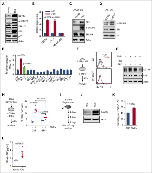 Proinflammatory cytokine TNF-α induces the expression of IL27Ra on HSCs via the ERK-ETS1 pathway. (A) Representative western blots showing the expression of IL27Ra, p-ERK, ERK, ETS1, and NF-κB p65 expression in young (2 months) and aged (28 months) hematopoietic stem and progenitor (c-Kit+) cells. (B) The histogram displays the expression of IL27Ra, Ets1, and NF-κB p65 in young HSCs (yHSC, 2 months) and aged HSCs (oHSC, 24 months). Data are shown as mean ± SEM. (C) Representative western blots showing the expression of ETS1, p-ERK, and ERK in young and aged HSCs. Freshly isolated 15 000 CD48− KSL cells from young (2 months) or aged (24 months) mice were lysed in SDS loading buffer. Western blot analysis was performed with indicated antibodies. (D) Representative western blots showing the expression of p-ERK and ETS1 in IL27Ra− or IL27Ra+ KSL cells from aged mice (26 months). Cells were sorted by flow cytometry and lysed in 2× SDS loading buffer. Lysis was completed by sonication and denatured by boiling. A total of 20 000 cells were used to detect p-ERK1/2 and ETS1. (E) The histogram displays the expression of IL27Ra expression in response to indicated cytokine stimulation (5 hours). Data are shown as mean ± SEM. (F) The schematic diagram (left) showing the experimental design to evaluate the influence of TNF-α on IL27Ra expression. The representative plots (right) showing the activation of IL27Ra in response to TNF-α stimulation. (G) Representative western blots showing the expression of IL27Ra and ETS1 in hematopoietic stem and progenitor cells in response to TNF-α ± ERKi ± IKKi treatment. c-Kit+ cells were either mock treated or treated with 50 ng/mL TNF-α for 24 hours in the presence or absence of 2 μM IKK inhibitor (IKKi, TPCA-1) or 10 μM ERK inhibitor (ERKi, PD98059). Western blot analysis was performed with indicated antibodies. (H) The schematic diagram (left) showing the experimental design to evaluate the influence of TNF-α ± ERKi on IL27Ra expression in vitro. The scatter plots (right) depict the percentage of IL27Ra+ cells upon TNF-α ± ERKi stimulation (50 ng/mL, 48 hours). Data are shown as mean ± SEM. (I-K) The schematic diagram showing the experimental design to evaluate the influence of TNF-α on IL27Ra expression in vivo. (I) Three 2-month-old WT mice were administered with TNF-α (5 μg/mouse, intraperitoneal injection) every 4 days. At the 14th day, mice were analyzed. (J) Representative western blots showing the expression of IL27Ra in response to TNF-α administration. (K) The percentage of IL27Ra+ HSCs in response to TNF-α administration. N = 3 mice per group. Data are shown as mean ± SEM. (L) The scatter plots depict the level of TNF-α in the bone marrow plasma from young (2 months) and old (24-28 months) mice. Data are shown as mean ± SEM.