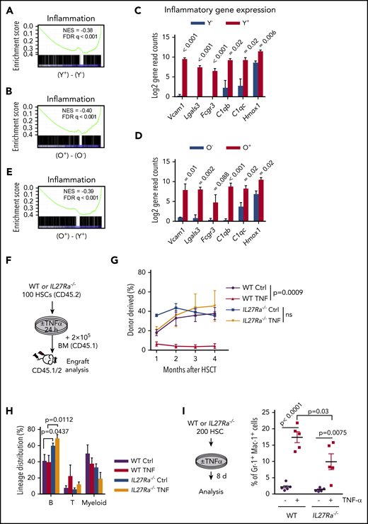 IL27Ra+ HSCs are inflamed and TNF-α impairs HSC function via IL27Ra pathway. (A-B) These figures show the GSEA of inflammation-related genes in (A) Y+ (Young IL27Ra+ HSC) vs Y− (Young IL27Ra− HSC) and (B) O+ (Old IL27Ra+ HSC) vs O− (Old IL27Ra− HSC). FDR adjusted q values are provided. |NES| >0.3 and q < 0.05 represent significant difference. (C-D) The histogram shows read counts of 6 genes in (C) Y− (Young IL27Ra− HSC) and Y+ (Young IL27Ra+ HSC) and (D) O− (Old IL27Ra− HSC) and O+ (Old IL27Ra+ HSC). Data are shown as mean ± SEM. (E) The figures show the GSEA of inflammation-related genes in O+ (Old IL27Ra+ HSC) vs Y+ (Young IL27Ra+ HSC). FDR adjusted q values are provided. |NES| >0.3 and q < 0.05 represent significant difference. (F-H) Freshly isolated 100 HSCs from WT or IL27Ra−/− mice were treated by TNF-α (50 ng/mL) or control for 24 hours and then were transplanted into lethally irradiated recipients together with 2 × 105 competitor cells. Chimera in peripheral blood was evaluated every month until the fourth month. (F) Experimental design to evaluate HSC function in response to TNF-α treatment, (G) The line plots depict the peripheral blood chimera of recipients at the fourth month. N = 5-6 mice per group; data are shown as mean ± SEM. (H) This histogram depicts the lineage distribution of myeloid, B, and T cell 4 months after transplantation. Data are shown as mean ± SEM. (I) The schematic diagram showing the experimental design to evaluate the in vitro influence of TNF-α on myeloid differentiation in the context of IL27Ra status. The scatterplots depict the percentage of Gr1+Mac1+ cells upon TNF-α stimulation. Data are shown as mean ± SEM.