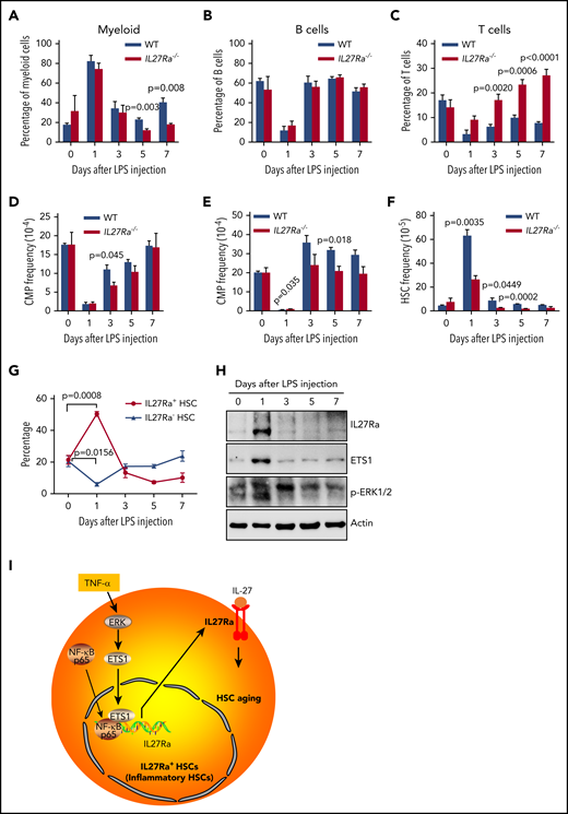 IL27Ra+ HSCs serves as a reservoir for myeloid recovery upon inflammation. (A-H) WT and IL27Ra−/− mice were injected with LPS (1 mg/kg) intraperitoneally, then the mice were analyzed at indicated time points (N = 3-5 mice per group for each time point, mice in day 0 are considered as control; data are shown as mean ± SEM.). (A-C) These histograms showing the percentage of (A) myeloid cell (CD11b+), (B) B cell (B220+), and (C) T cell (CD3+) in peripheral blood of WT and IL27Ra−/− mice at indicated time points. (D-F) These histograms showing the frequency of (D) CMP, (E) GMP, and (F) HSCs in bone marrow of WT and IL27Ra−/− mice at indicated time points. (G) This line plots depict the percentage of IL27Ra+ HSCs and IL27Ra− HSC in bone marrow of WT mice at indicated time points. (H) Representative western blots showing the expression of p-ERK, ETS1, and IL27Ra in cKit+ bone marrow cells of WT mice at indicated time points. (I) This chart illustrates the proposed model of inflammation-induced TNF-α→ERK→ETS1→IL27Ra promotes hematopoietic stem cell aging.