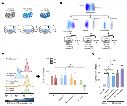 Progressive immunosuppression from immature to mature neutrophils. (A) Fluorescence-activated cell sorting of the 3 neutrophil subsets from BM samples of MM patients (n = 10) and HAs (n = 4) was performed to culture each subset with autologous T cells previously stimulated with CD3/CD28 antibodies and labeled with violet proliferation dye (VPD). After a 4-day incubation, VPD intensity was measured on total T cells. (B) Total BM samples vs BM samples depleted of each neutrophil subset (ie, BM without CD11b−CD13−/loCD16−, BM without CD11b+CD13−/loCD16−, and BM w/o CD11b+CD13+CD16+) from MM patients (n = 10) were treated with 30 nM of a BCMA×CD3-bispecific antibody and left in culture for 24 hours. (C) Significant decrease in T-cell proliferation when these were stimulated in the presence of mature neutrophils from MM patients (0.5-fold; P = .016), but not the immature or intermediate subsets from MM patients or HAs. (D) Cytotoxic potential of T cells engaged by a BCMA×CD3-bispecific antibody progressively increased with the depletion of immature, intermediate, and mature neutrophils (two-, three-, and fourfold, respectively; P ≤ .03). Bars represent the mean and lines the standard error of the mean. Statistical significance was evaluated using the Student t test for proliferation analysis and the Kruskal-Wallis test for the immunosuppression assay. *P < .05, **P < .01, ***P < .001.