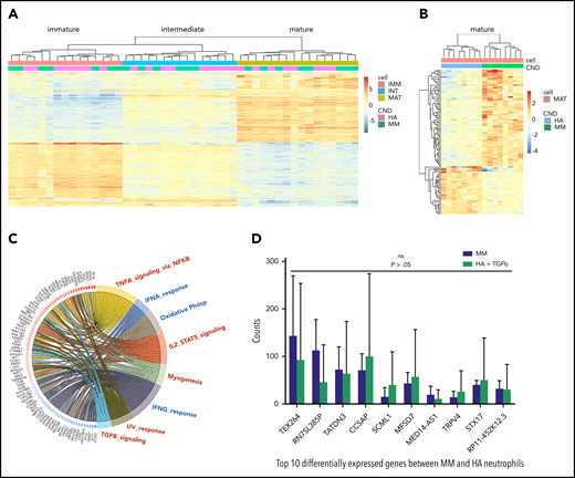 Molecular characterization of neutrophil differentiation in normal and tumor BM. (A) Unsupervised clustering after RNAseq of immature, intermediate, and mature neutrophils from HAs and MM patients (n = 8 each) showed accurate segregation per cell type and not participant. (B) Whole-transcriptome profiling through RNAseq segregates mature neutrophils from HAs and MM patients according to 108 genes differentially expressed (P < .05). (C) Gene set enrichment analysis showed that mature granulocytes from MM patients increased activation of pathways related to inflammation and reduced antiviral and anticancer type 1 and 2 interferon transcriptional response. (D) Mature neutrophils from HAs (n = 3) were treated with TGF-β, and expression levels of the top-10 differentially expressed genes between MM and HA neutrophils (panel B) were analyzed. There were no significant differences when we compared mature neutrophils from MM patients vs HAs treated with TGF-β (P > .05). CND, condition; ns, not significant; TNFA, tumor necrosis factor α.