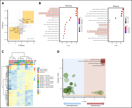 Transcriptional network of mature neutrophils is epigenetically deregulated in MM. (A) Correlation between gains and losses of chromatin accessibility near TSSs and gene expression for each sample. Significant positive correlation between MM-induced changes in gene expression level and chromatin accessibility at gene promoters in mature granulocytes (P = 8.17e−6). (B) Gene ontology enrichment analysis of differentially expressed genes underscores functions related to neutrophil activation in MM. (C) Transcriptional analysis of mature neutrophils from MM patients (n = 3) treated with CM-272–segregated samples according to exposure and concentration of the drug. (D) Gene ontology enrichment analysis based on upregulated genes in mature neutrophils from MM patients after treatment with CM-272. FC, fold-change.