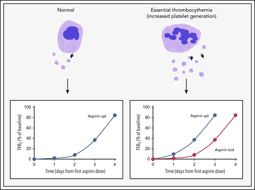 Accelerated platelet generation leads to shorter duration of aspirin effect and aspirin insensitivity in ET. In healthy individuals, suppression of serum TXB2 levels (a marker of platelet activation) in response to a single dose of aspirin lasts for ∼3 days. However, platelet generation is increased in ET, which results in accelerated renewal of COX-1, the target for aspirin. Thus TXB2 levels recover more rapidly. This effect can be overcome by shortening the dosing interval to once every 12 hours. bid, twice per day; qd, once per day.