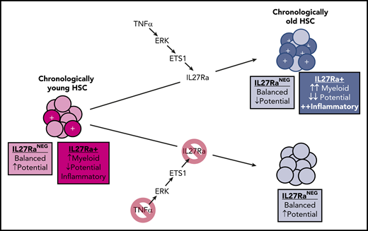 In young mice, a small fraction of HSCs are IL27Ra+, playing an important role in myeloid recovery following a microbial insult. In old age, a TNFα-ERK-ETS1 pathway upregulation leads to increased transcription of the IL-27Ra gene, the product of which promotes myeloid bias, an inflammatory phenotype, and reduced stem cell potential. Note that some reductions in stem cell potential occur with aging on top of the IL-27Ra–mediated effects.