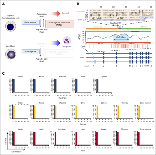 Methylation of ASNS in normal hematopoietic cells. (A) Antileukemic activity of L-asparaginase. (B) Schematic representation of a CpG island in the mouse asparagine synthetase (Asns) gene. A CpG island is located at the boundary of the promoter and 3 initial exons. Bisulfite PCR of a 243-bp region (top panel) was performed, and the methylation status of 19 CG dinucleotides was evaluated with NGS. (C) Asns gene methylation in normal organs of fetal (E12.5), neonatal, and adult mice. Histograms of Asns methylation are indicated. (D) Schematic representation of a CpG island in the human ASNS gene. Bisulfite PCR of a 228-bp region (located at the boundary of the promoter and exon 1a) was performed, and the methylation status of 23 CG dinucleotides was evaluated. (E) ASNS methylation in normal B-cell precursors. The top panel shows a heat map of the methylation status in each CG dinucleotide. The bottom panel indicates histograms of mean percent methylation in each read.