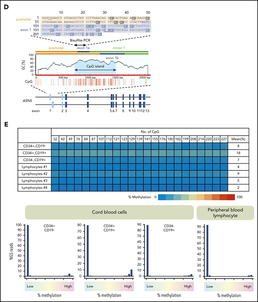 Methylation of ASNS in normal hematopoietic cells. (A) Antileukemic activity of L-asparaginase. (B) Schematic representation of a CpG island in the mouse asparagine synthetase (Asns) gene. A CpG island is located at the boundary of the promoter and 3 initial exons. Bisulfite PCR of a 243-bp region (top panel) was performed, and the methylation status of 19 CG dinucleotides was evaluated with NGS. (C) Asns gene methylation in normal organs of fetal (E12.5), neonatal, and adult mice. Histograms of Asns methylation are indicated. (D) Schematic representation of a CpG island in the human ASNS gene. Bisulfite PCR of a 228-bp region (located at the boundary of the promoter and exon 1a) was performed, and the methylation status of 23 CG dinucleotides was evaluated. (E) ASNS methylation in normal B-cell precursors. The top panel shows a heat map of the methylation status in each CG dinucleotide. The bottom panel indicates histograms of mean percent methylation in each read.