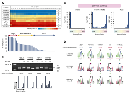 Allele-specific methylation of ASNS in BCP-ALL cell lines. (A) ASNS methylation in BCP-ALL cell lines. The top panel shows a heat map of 10 representative cell lines. The bottom panel indicates distribution of the mean percent methylation in 83 BCP-ALL cell lines. (B) Typical histograms of the mean percent methylation in weakly, intermediately, and highly methylated cell lines. Vertical axes indicate the frequency of NGS reads, and the horizontal axes indicate the level of methylation. (C) PCR using genomic DNA after incubation with or without Aor13HI as a template in intermediately methylated cell lines with a heterozygous genotype of a tandem repeat polymorphism. The bottom panel shows histograms of ASNS methylation. (D) Sequences of 3 single nucleotide polymorphisms (SNPs) located in intron 2 of the ASNS gene in weakly and highly methylated cell lines.