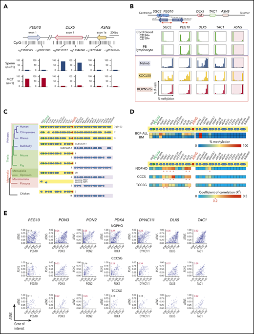 Aberrant methylation of imprinted gene cluster at 7q21 in BCP-ALL. (A) Methylation of CpG islands in the PEG10, DLX5, and ASNS genes in sperm and maternally derived MCT. The position of CG dinucleotides is indicated in the top panel. (B) Methylation of PEG10, DLX5, and ASNS in normal hematopoietic cells and 3 BCP-ALL cell lines that have highly (KOPN57bi), intermediately (KOCL50), and weakly (Nalm6) methylated ASNS. The top panel is a schematic representation of gene configuration at 7q21. P indicates paternally expressed genes and M indicates maternally expressed genes. Histograms indicate the mean percent methylation of each gene. (C) An evolutionary tree of mammals with the alignment of genes located at 7q21-22 in humans. Numbers indicate the chromosome. (D) Methylation of the imprinted gene cluster at 7q21 in BCP-ALL cases of NOPHO, CCCS, and TCCSG cohorts. In the top panel, heat maps indicate methylation status in BCP-ALL and bone marrow (BM) samples at complete remission in the NOPHO cohort. In the bottom panel, heat maps indicate the coefficient of correlation between the percent methylation of each gene and that of ASNS. Asterisks indicate significant correlation (R2 > 0.2). (E) Correlation between ASNS methylation and methylation of representative genes in BCP-ALL cases of 3 cohorts. Vertical and horizontal axes indicate the mean percent methylation of ASNS and that of each gene, respectively. The coefficient of correlation is indicated in each panel.